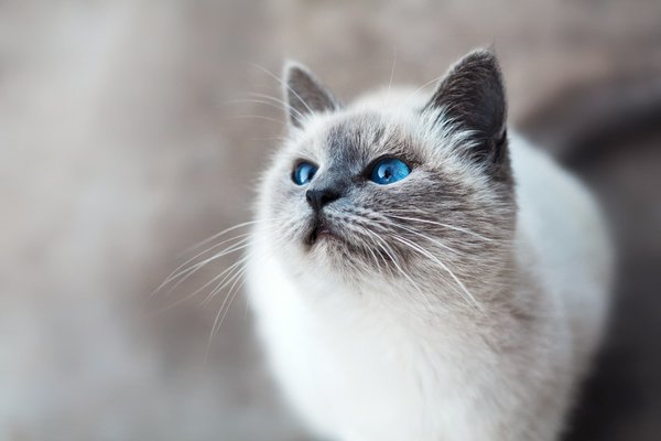 Quelle est la méthode la plus efficace pour brosser les dents d'un chat de race Burmilla?