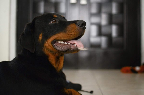 Comment intégrer un chien de race Rottweiler à un groupe de jeu canin de manière sécuritaire?