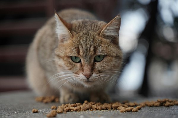 Choisir des croquettes pour chat : l'avis vétérinaire incontournable